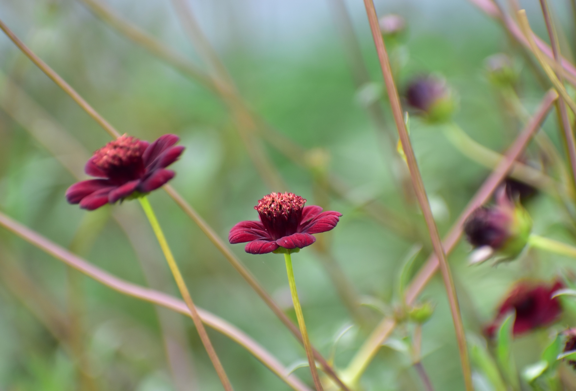 花 植物 チョコレートコスモス 壁紙19x1306 壁紙館