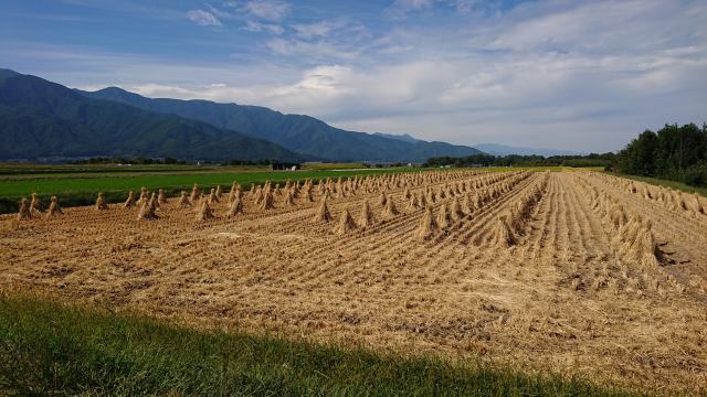 稲収穫後の農園