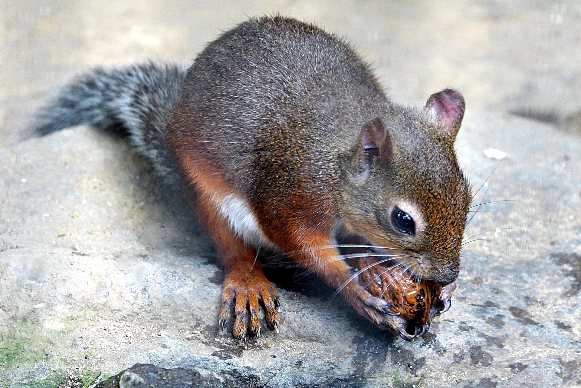 動物 その他 クルミを食べるリス 壁紙19x1281 壁紙館