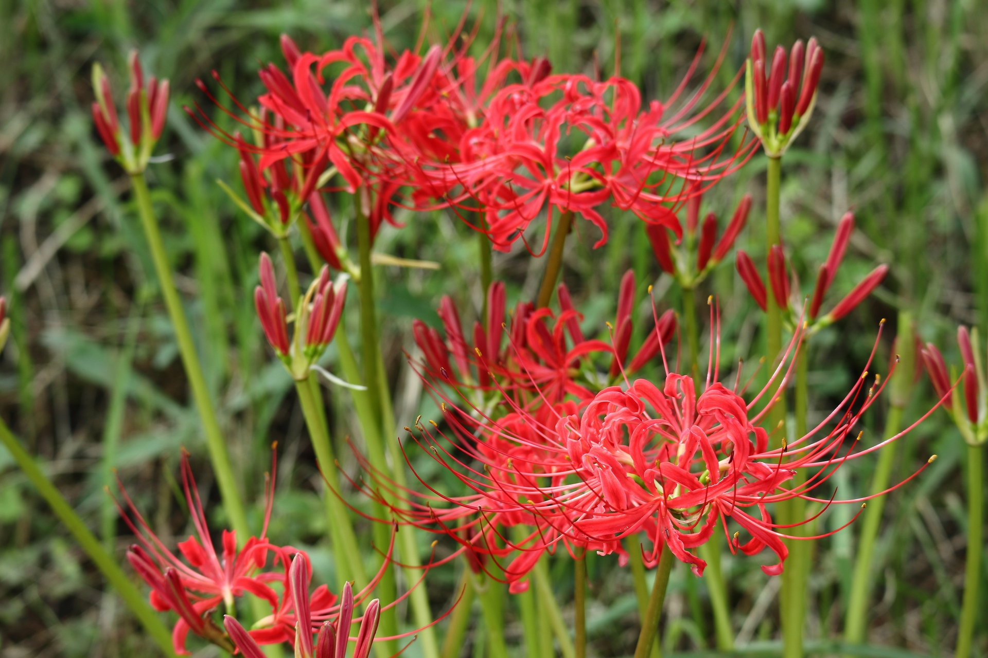 花 植物 道端に咲く彼岸花 壁紙19x1280 壁紙館