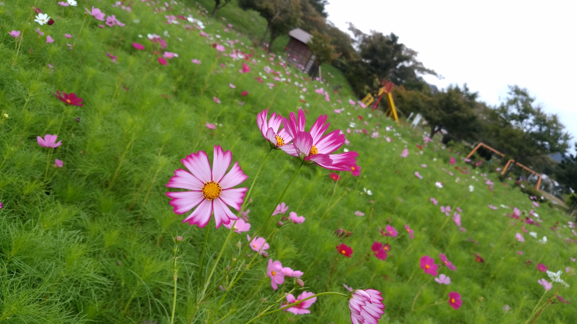 花 植物 公園の主役 コスモス 壁紙19x1080 壁紙館