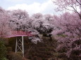 桜の春日公園2