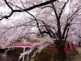 桜の春日公園3