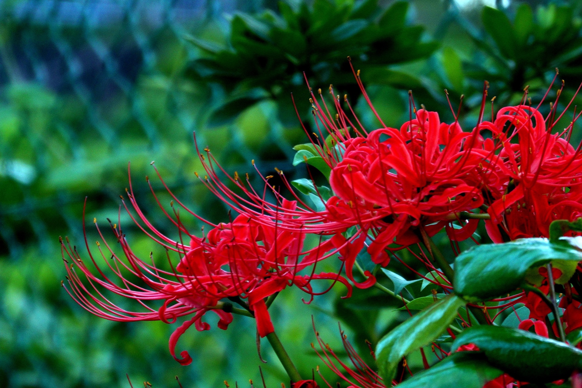 花 植物 彼岸花 壁紙1920x1280 壁紙館