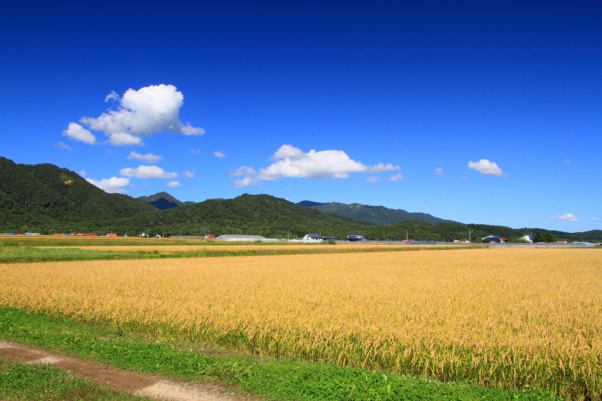 日本の風景「稲刈り待つ秋晴れの水田」壁紙1920x1280 - 壁紙館 日本の風景「稲刈り待つ秋晴れの水田」壁紙1920x1280 - 壁紙館