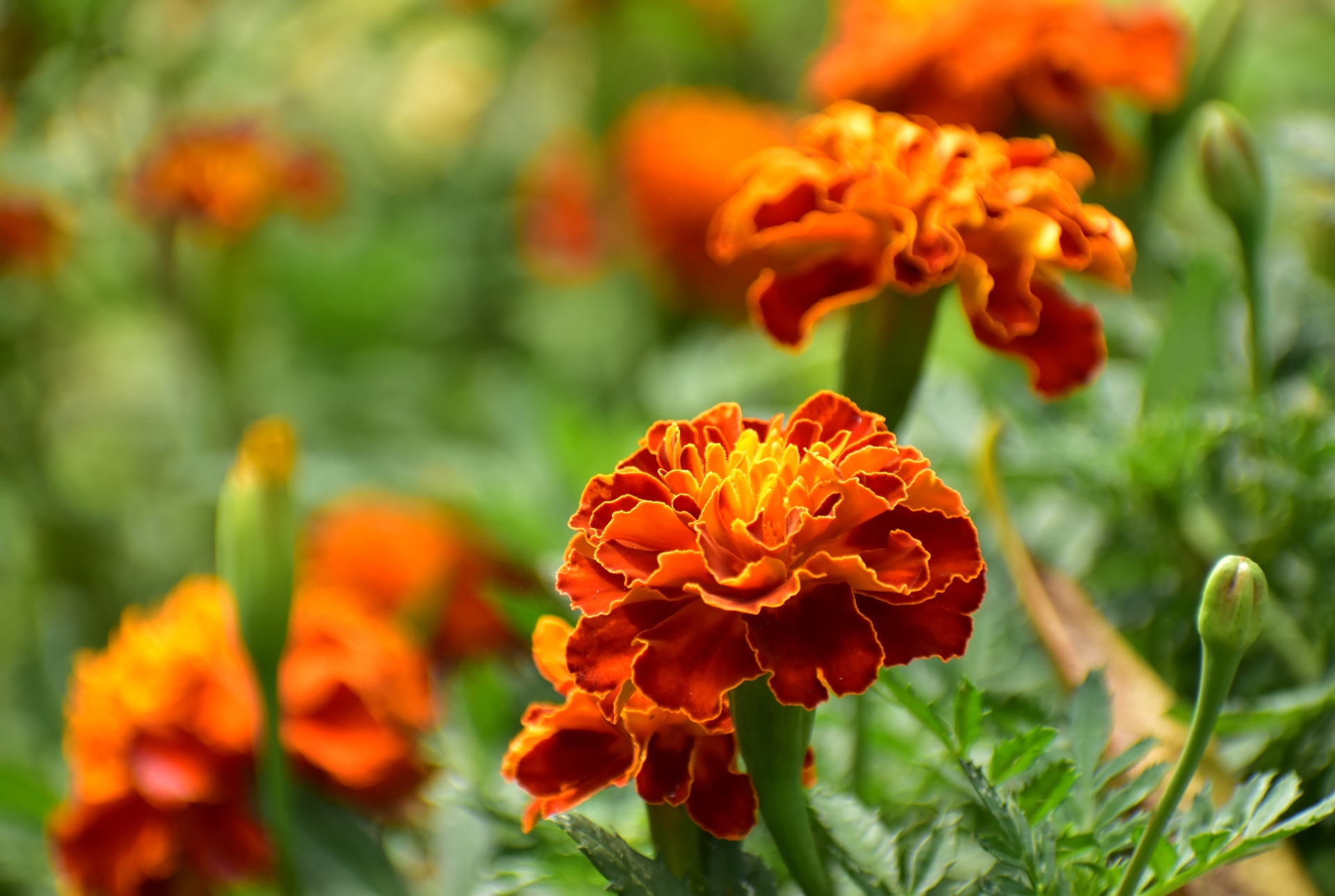 花 植物 マリーゴールド 壁紙19x12 壁紙館