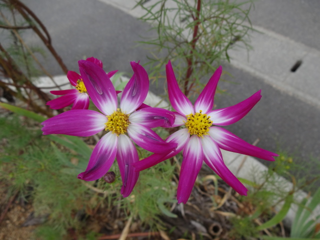 庭に咲いたコスモス