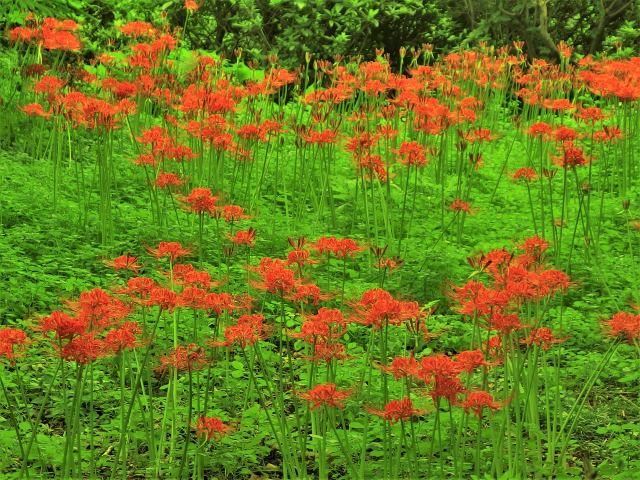 彼岸花が咲き乱れる