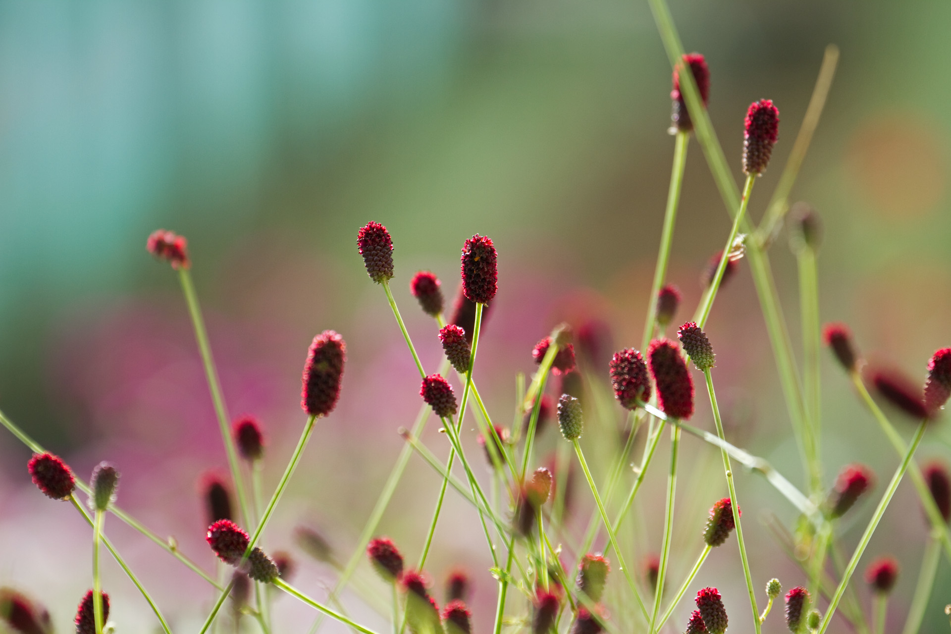 花 植物 吾亦紅 壁紙19x1280 壁紙館