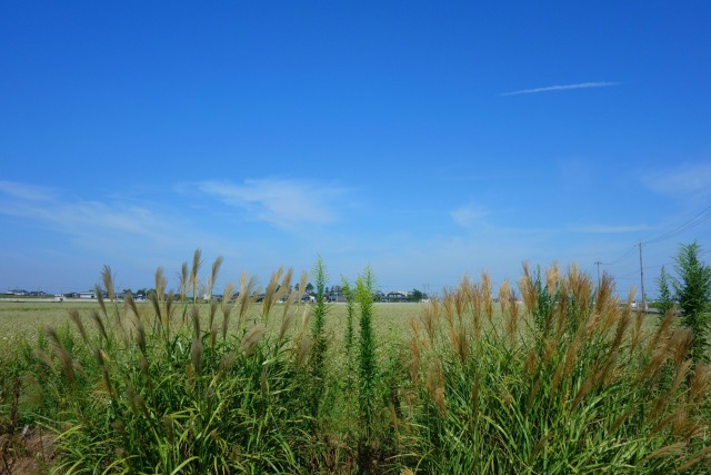 薄と秋蕎麦畑#2