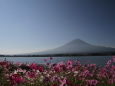 コスモス富士山