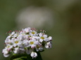 ソバの花