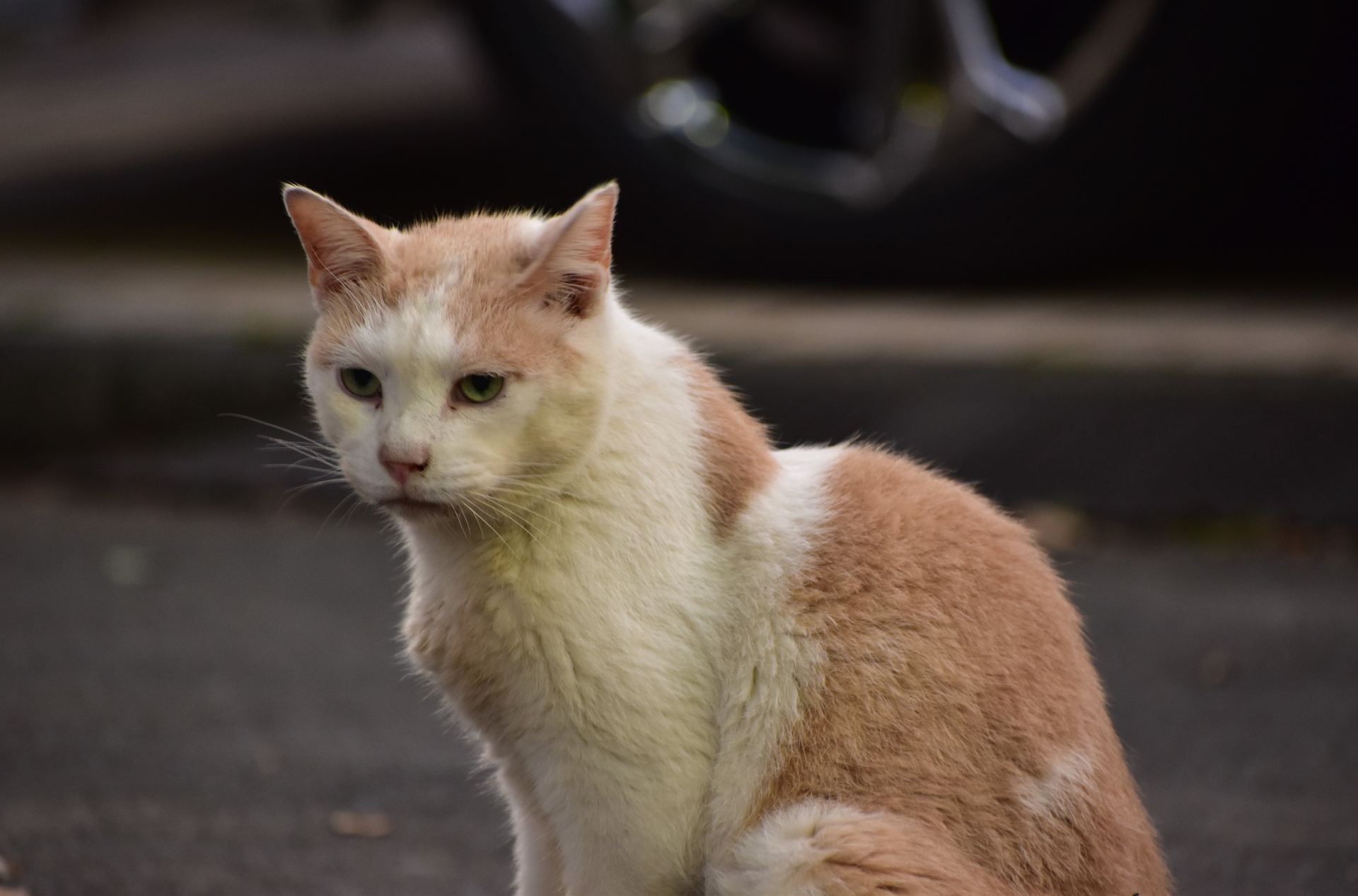 動物 猫 公園の猫 壁紙19x1267 壁紙館