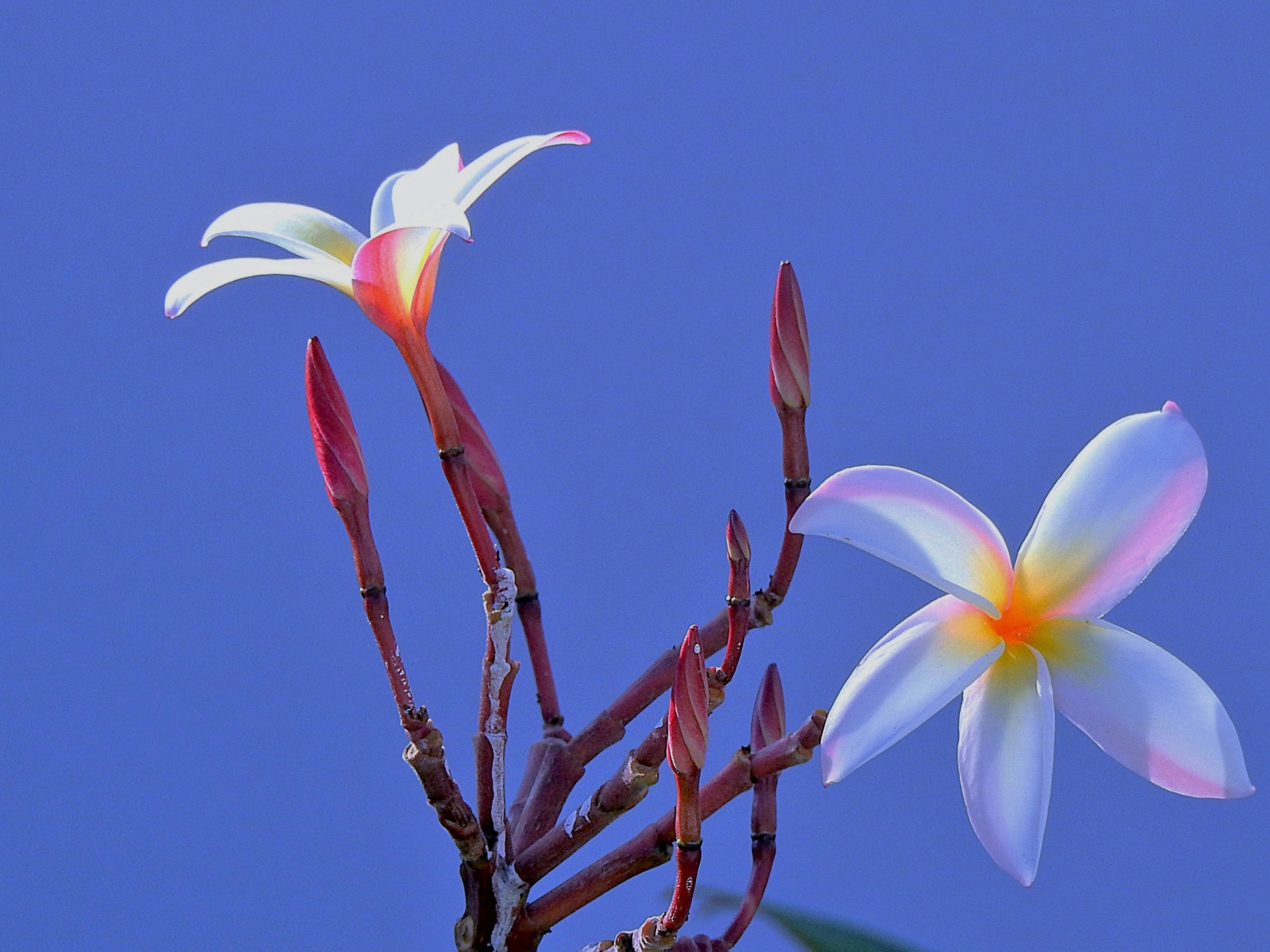 花 植物 プルメリア マダム ポニー 壁紙19x1440 壁紙館