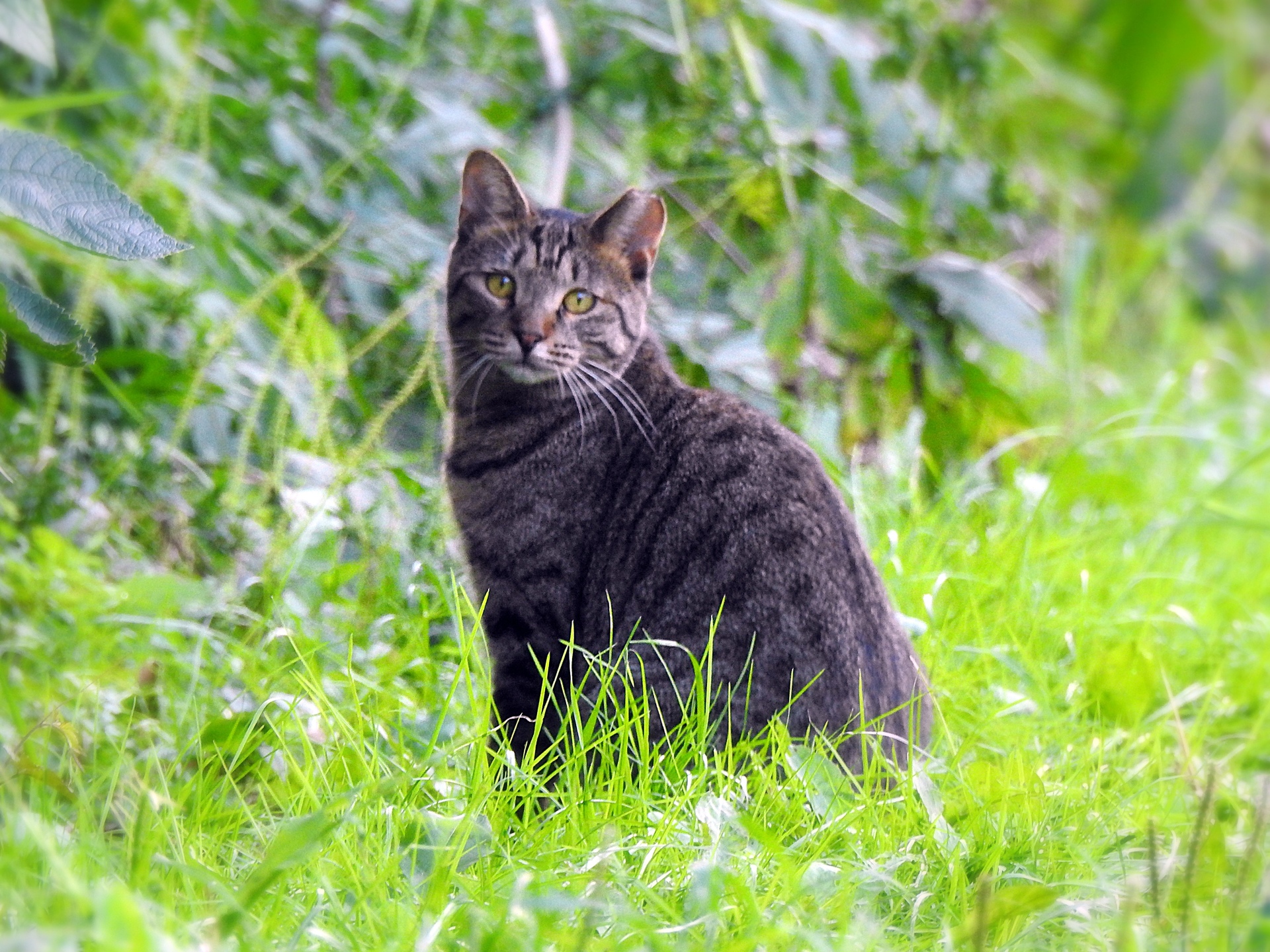 動物 猫 野川で出会った可愛い猫 壁紙19x1440 壁紙館