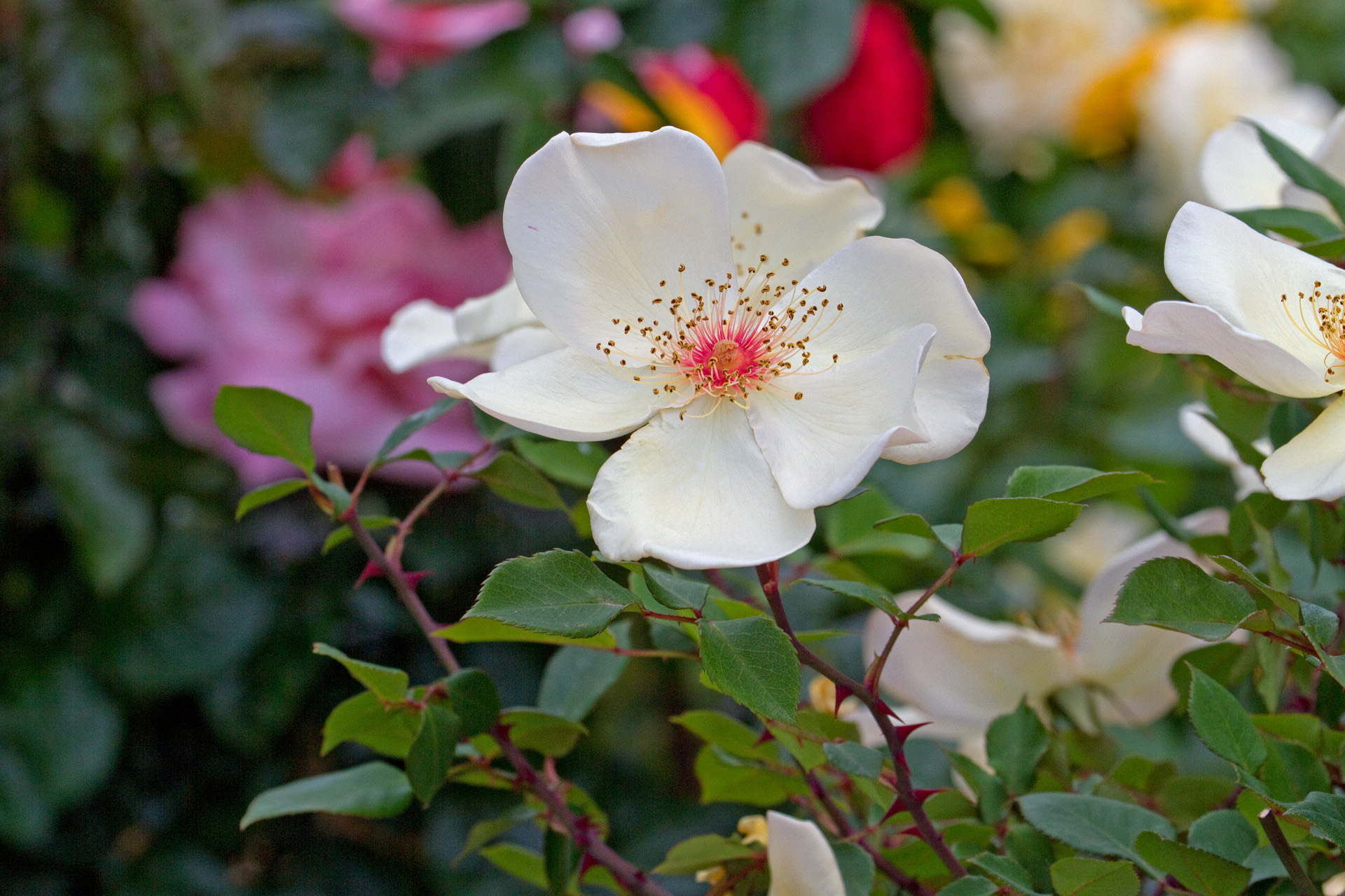 花 植物 ミセスオークリーフィシャー 壁紙19x1280 壁紙館