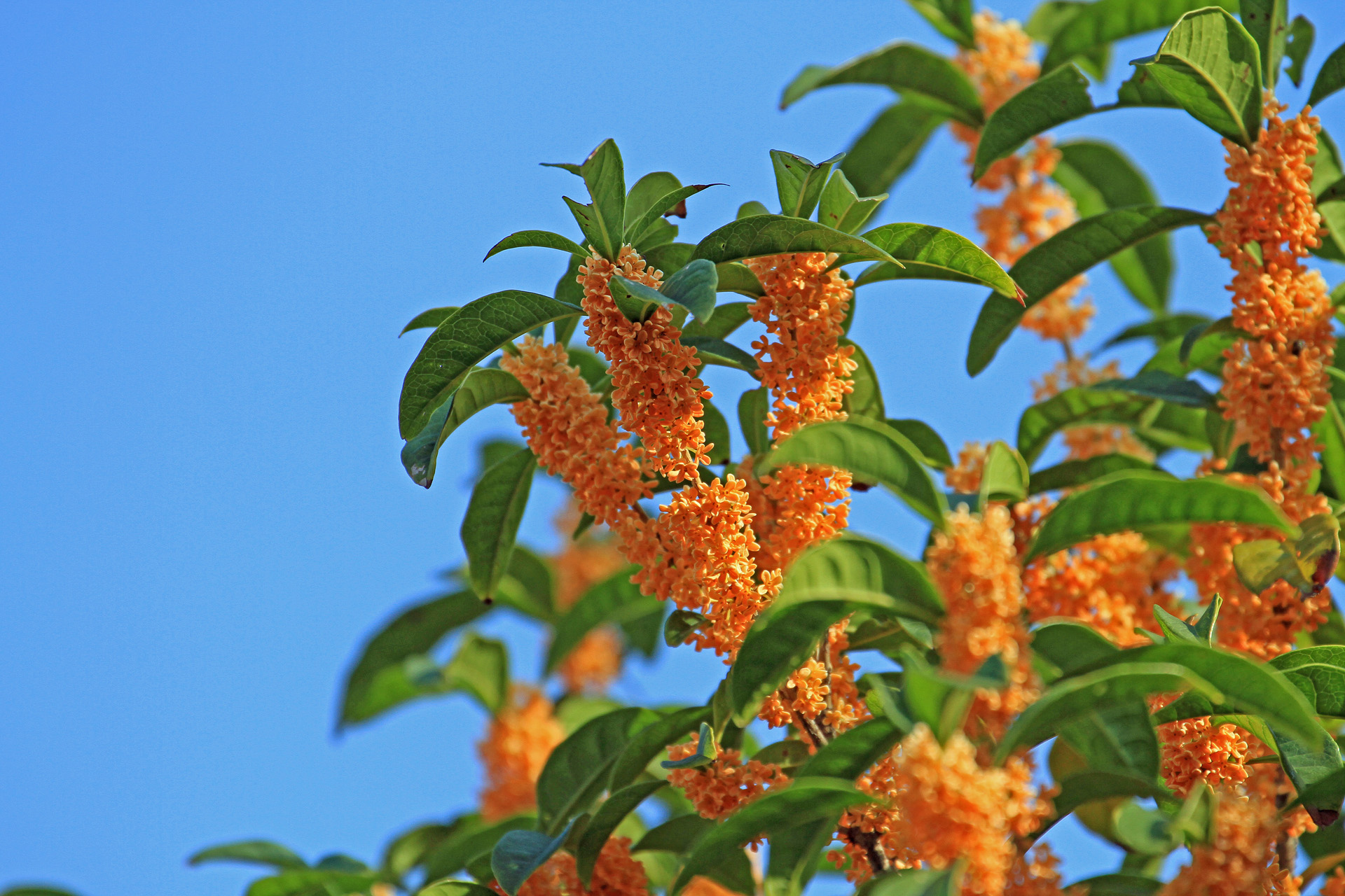 花 植物 金木犀 壁紙1920x1280 壁紙館