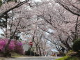 桜の鞍ヶ池公園