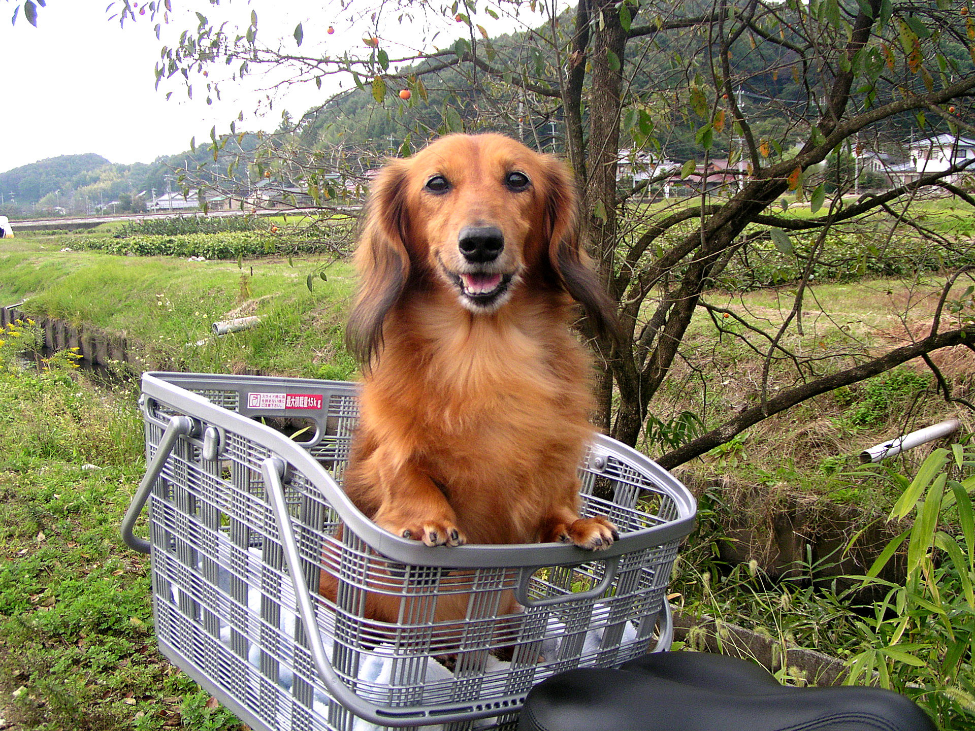 動物 犬 サイクリング 壁紙19x1440 壁紙館