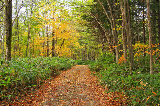 森閑～秋色の道