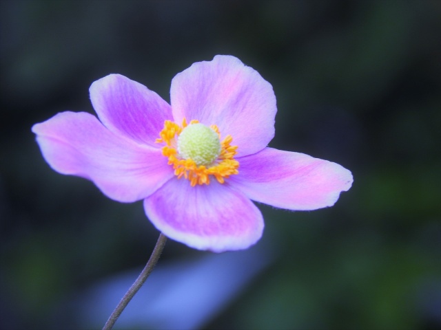 シュウメイギク