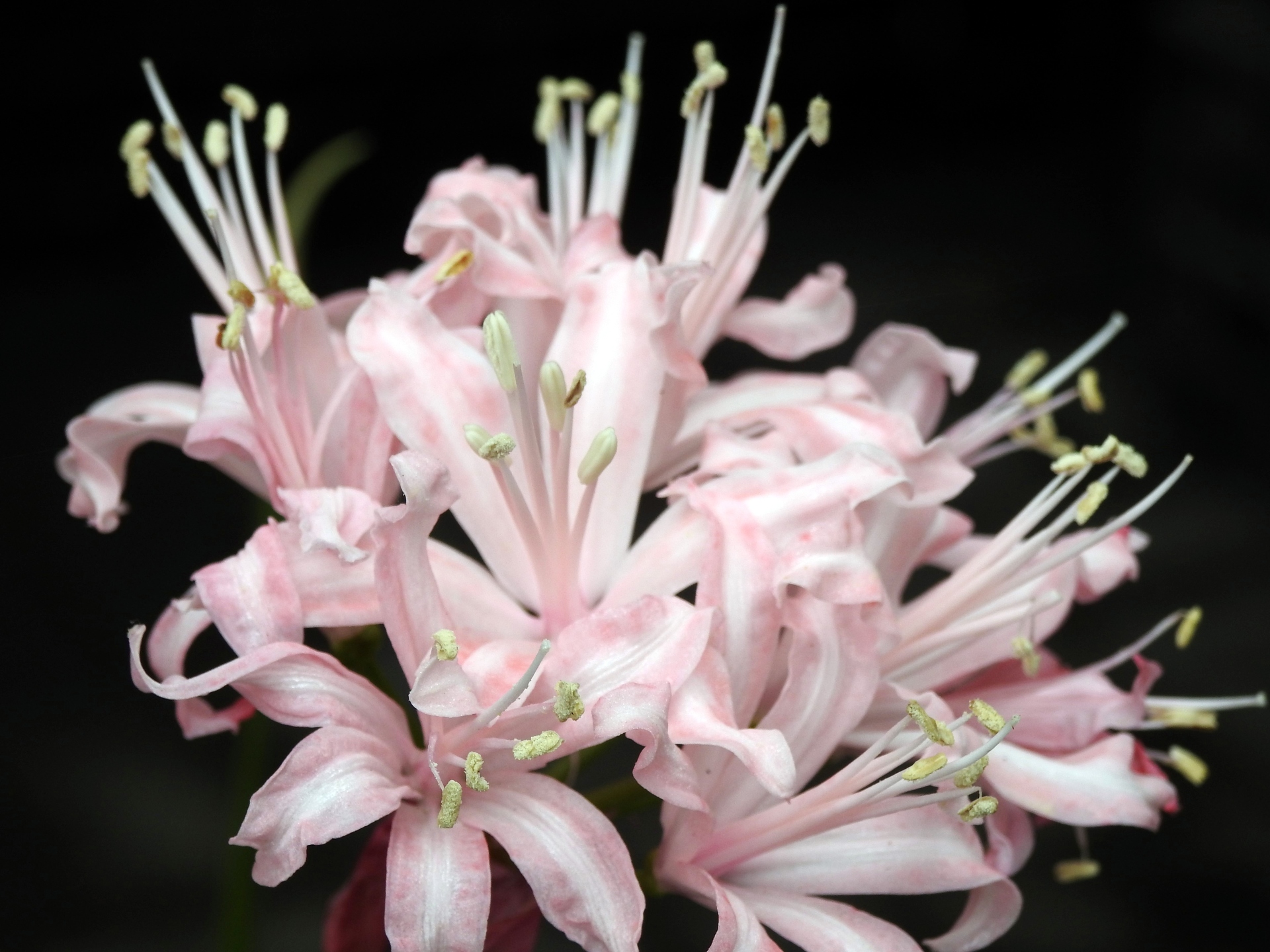 花 植物 ダイヤモンドリリー 壁紙19x1440 壁紙館