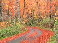 秋の峠道