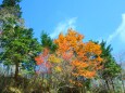 大台ケ原10月紅葉