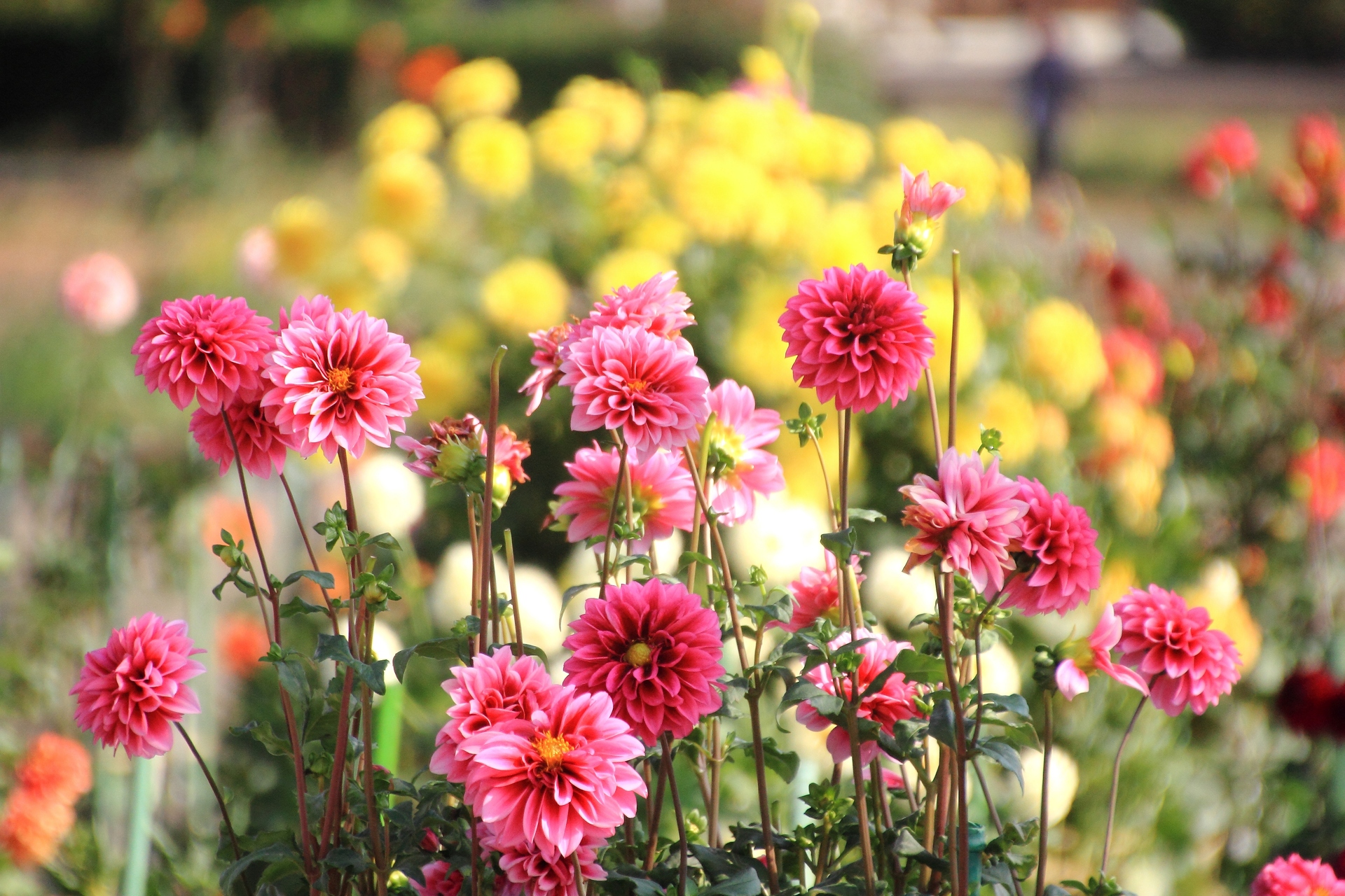 花 植物 ダリアの花畑 壁紙19x1280 壁紙館