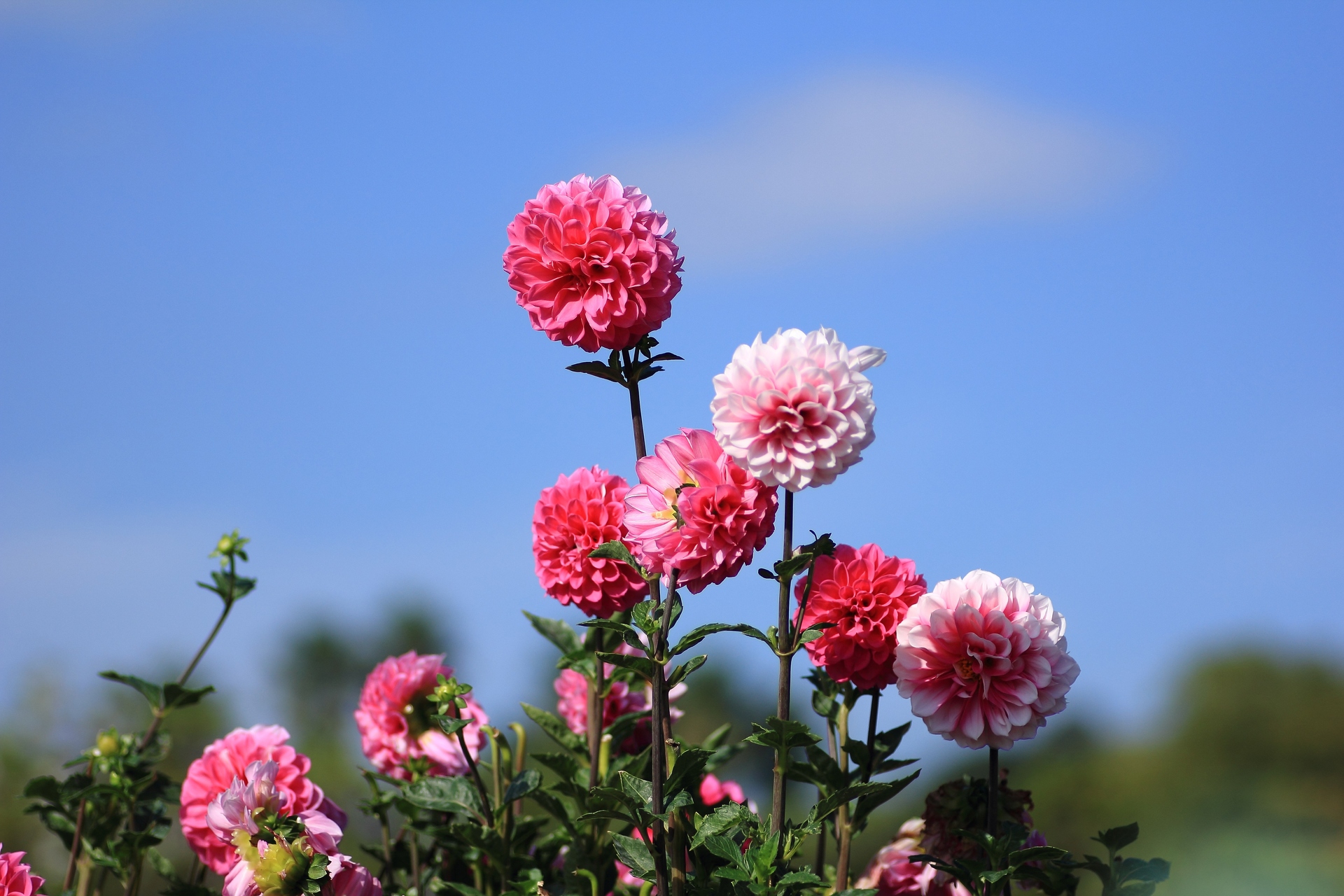 花 植物 ダリアの花畑 1 壁紙19x1280 壁紙館