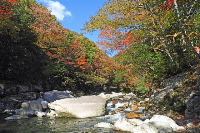 秋の渓流 紅葉