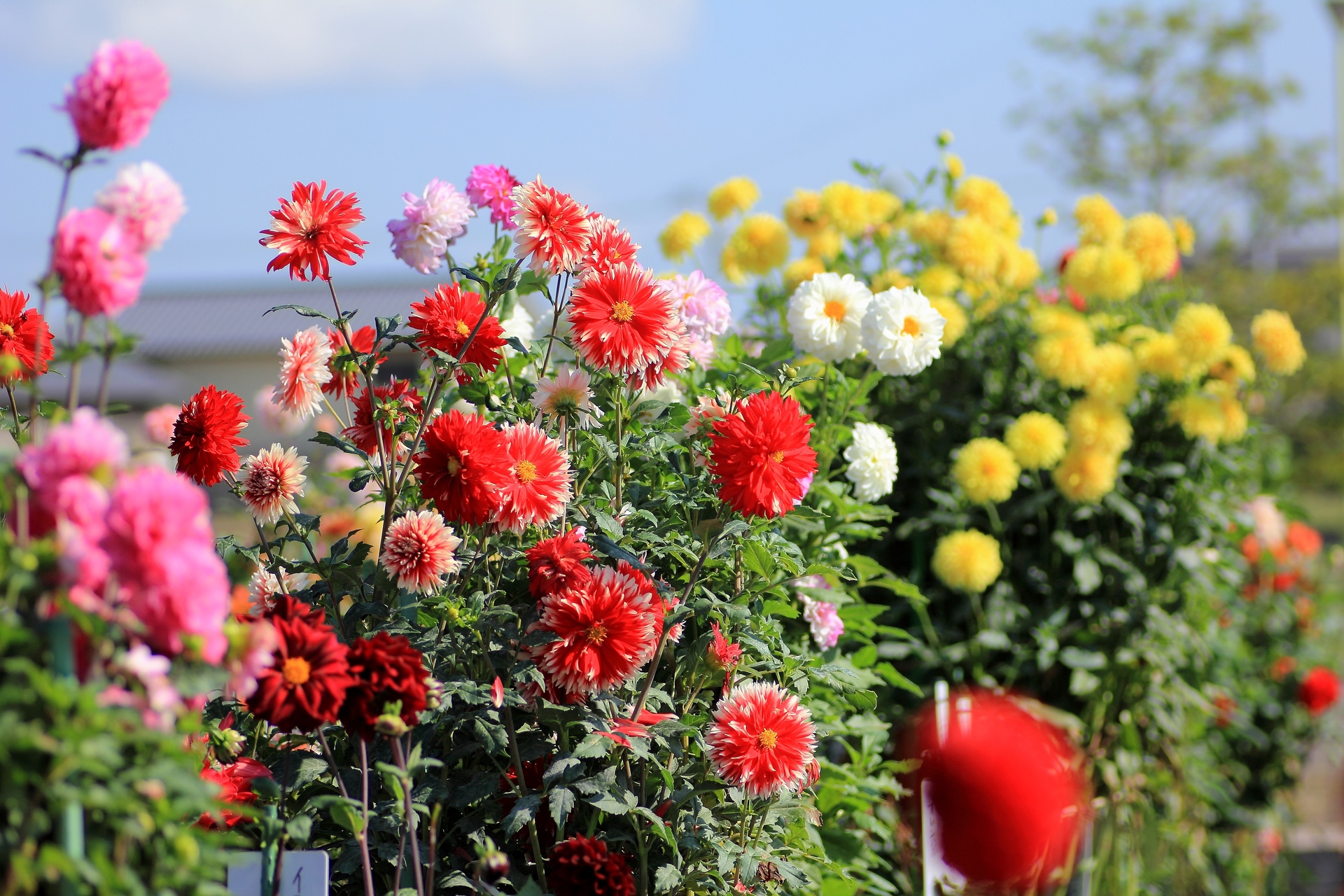 花 植物 花畑に咲くダリア 壁紙19x1280 壁紙館