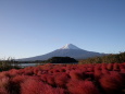 コキアに富士山初冠雪