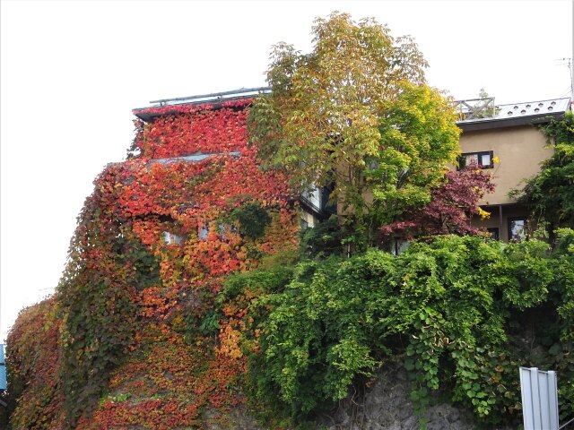 ハロウィンに合わせているの