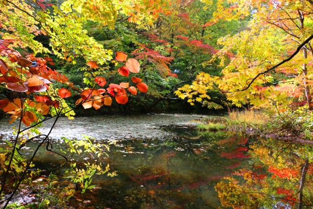 八幡平10月紅葉