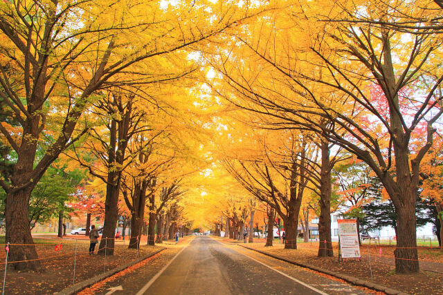 札幌の紅葉～北大イチョウ並木