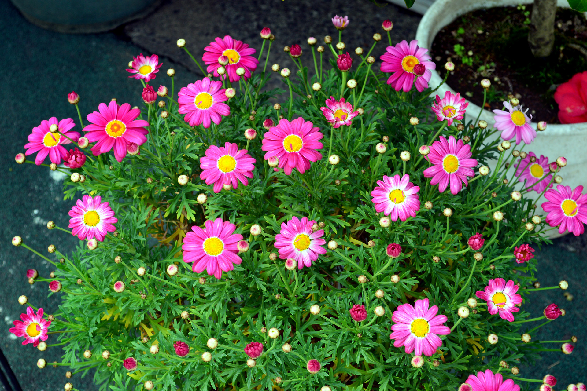 花 植物 マーガレット 壁紙19x1280 壁紙館