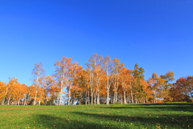 札幌の紅葉～夕映えの白樺林