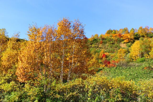 八幡平10月紅葉