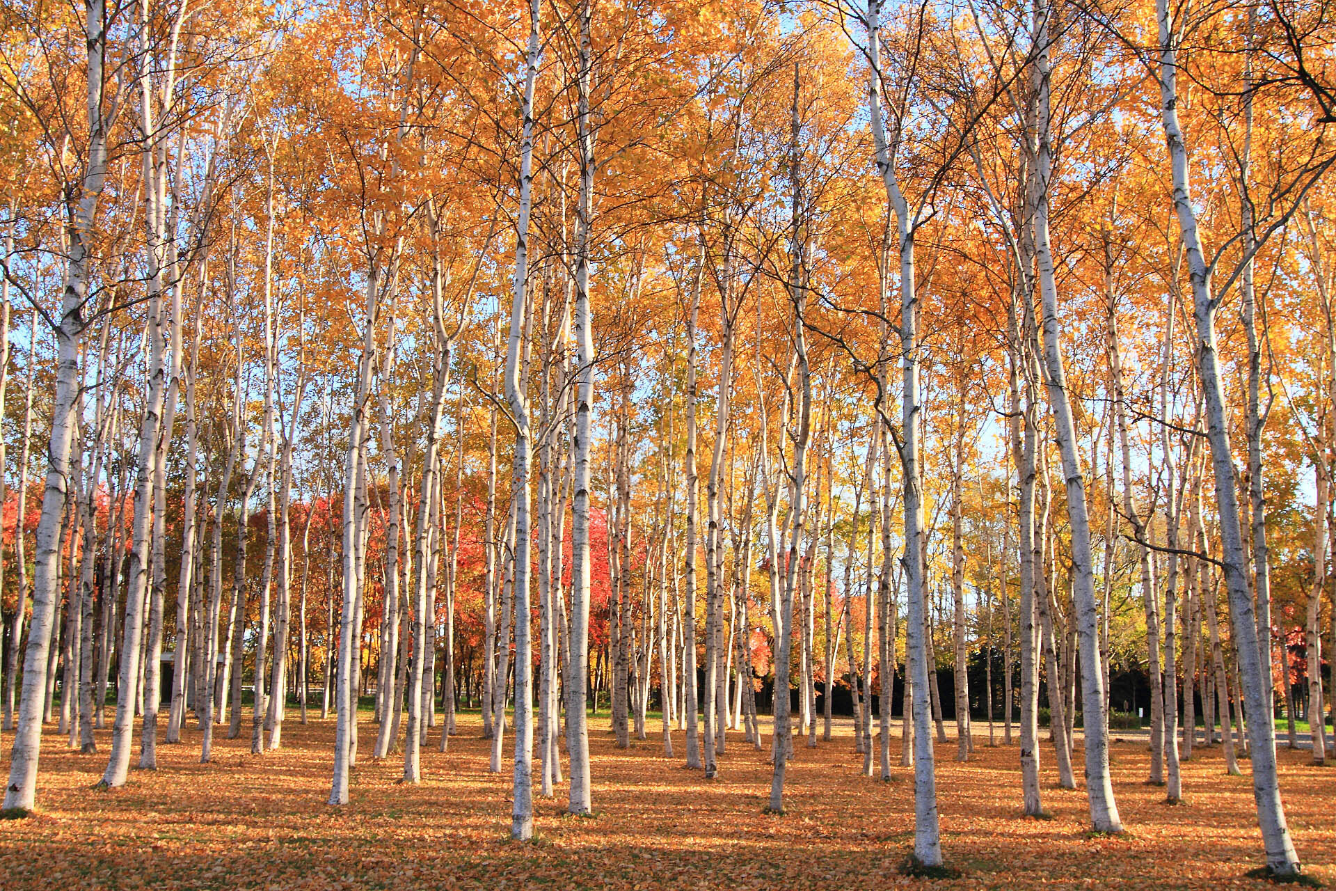 絵画写真 白樺林の紅葉の様 せまる