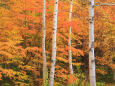 札幌の紅葉～秋彩の木立