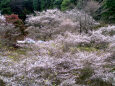 小原の四季桜