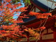 秋の毛越寺