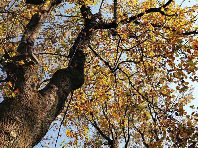 ユリノキの紅葉