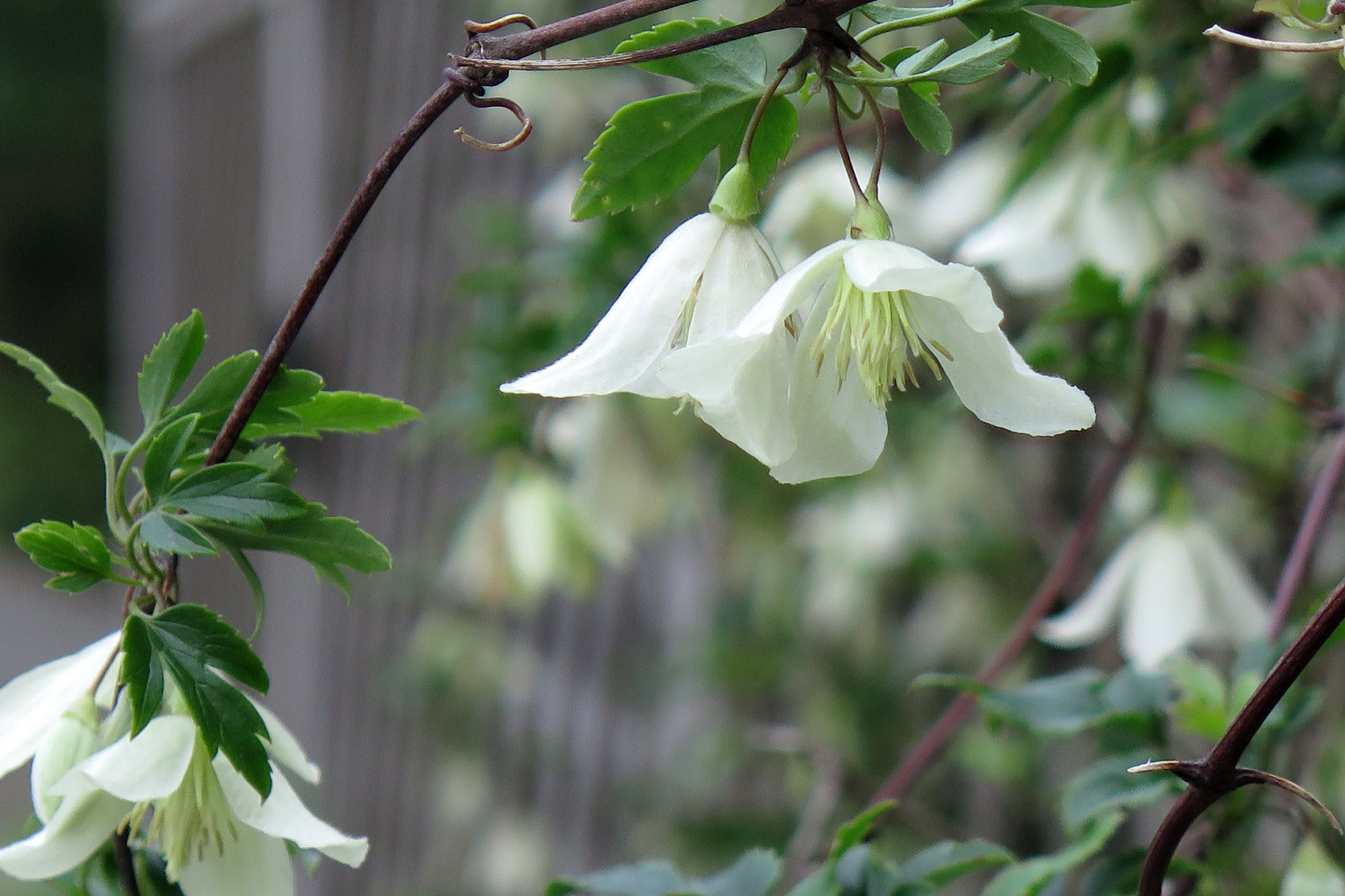 花 植物 冬咲きのクレマチス 壁紙19x1279 壁紙館