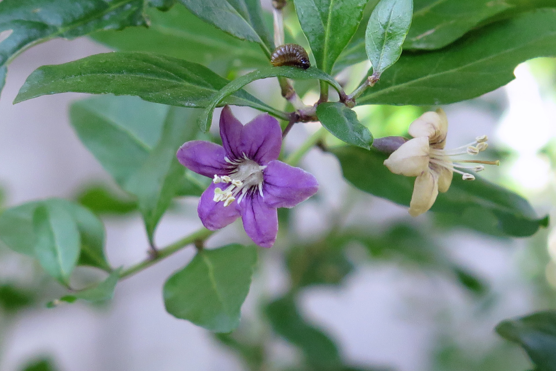 花 植物 クコの花 壁紙19x1279 壁紙館