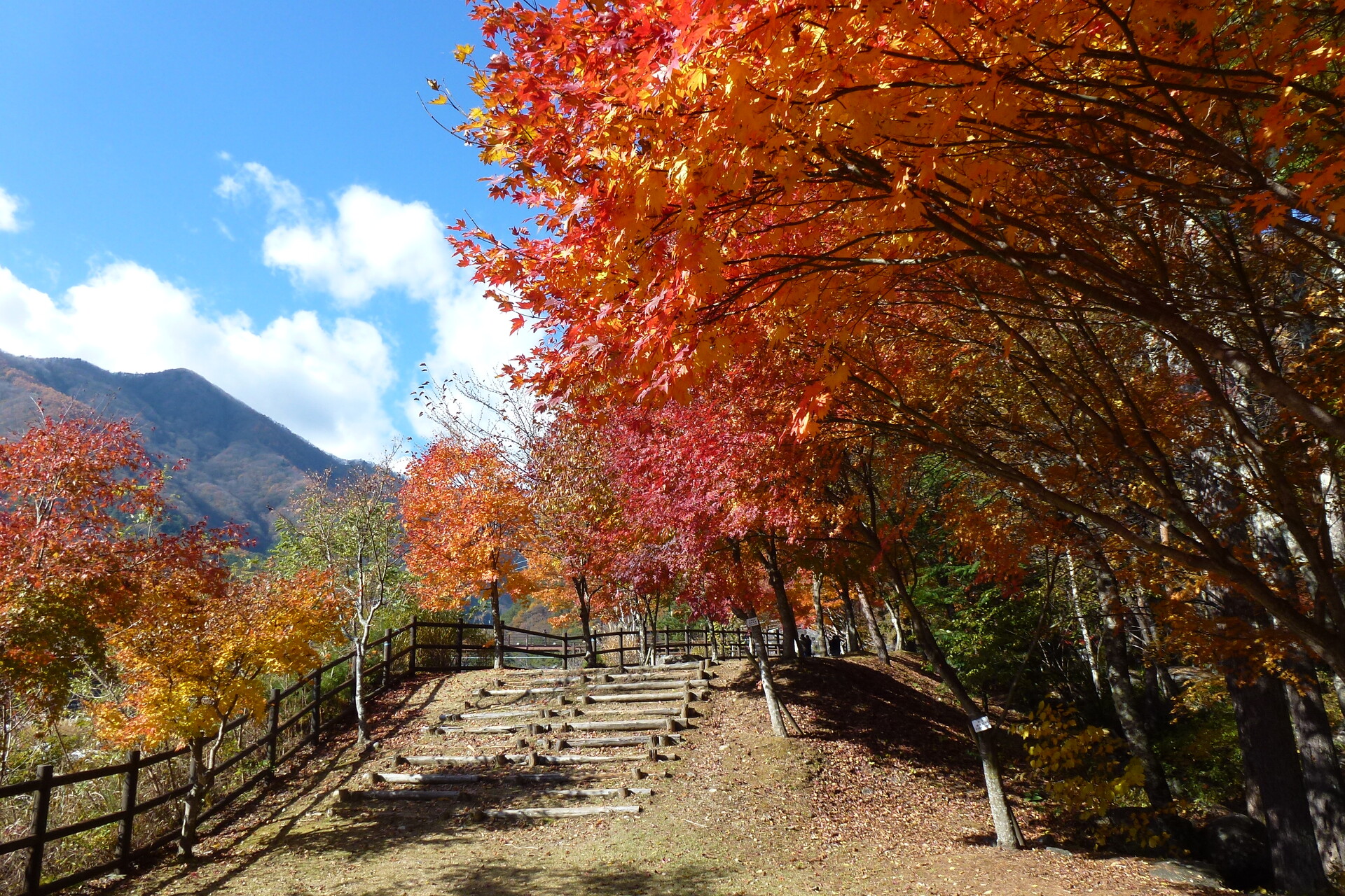 日本の風景 秋のお散歩 信州のもみじ 壁紙19x1280 壁紙館