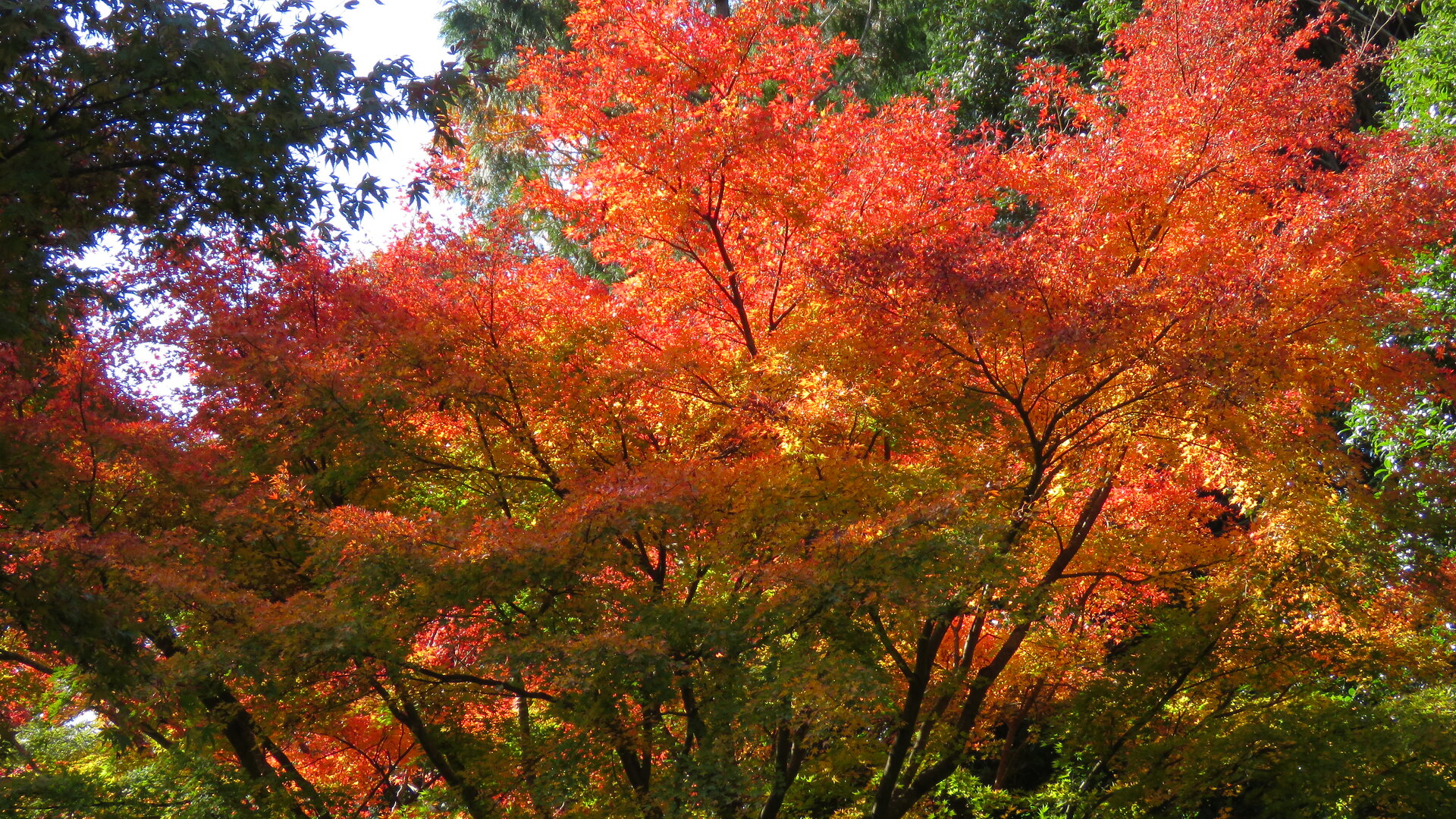 花 植物 紅葉 壁紙19x1080 壁紙館