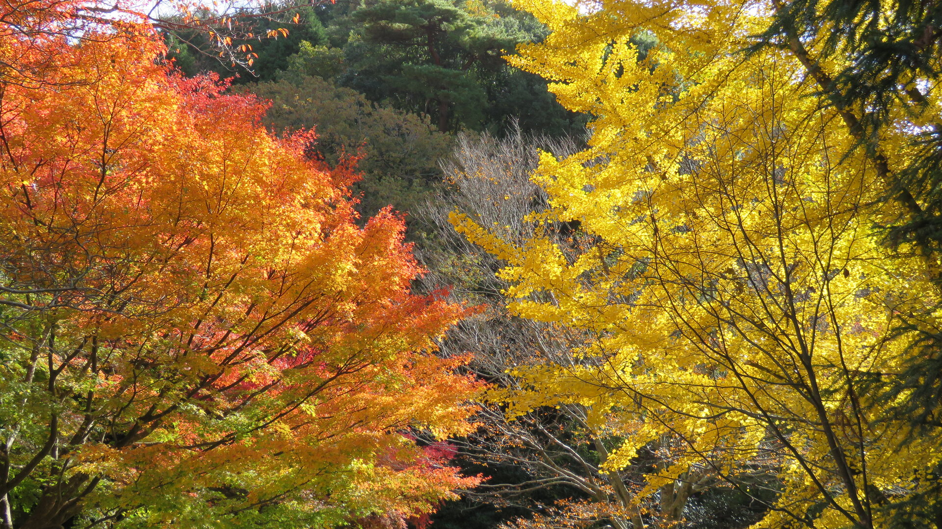 日本の風景 銀杏と紅葉 壁紙19x1080 壁紙館