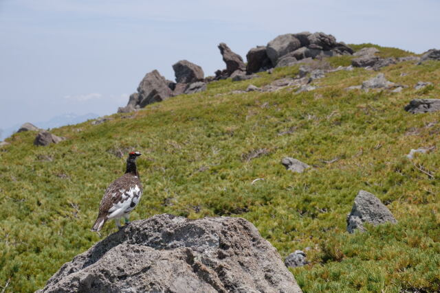 白馬大池の雄雷鳥